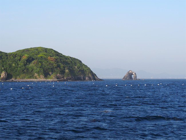 相島の猫さん1530