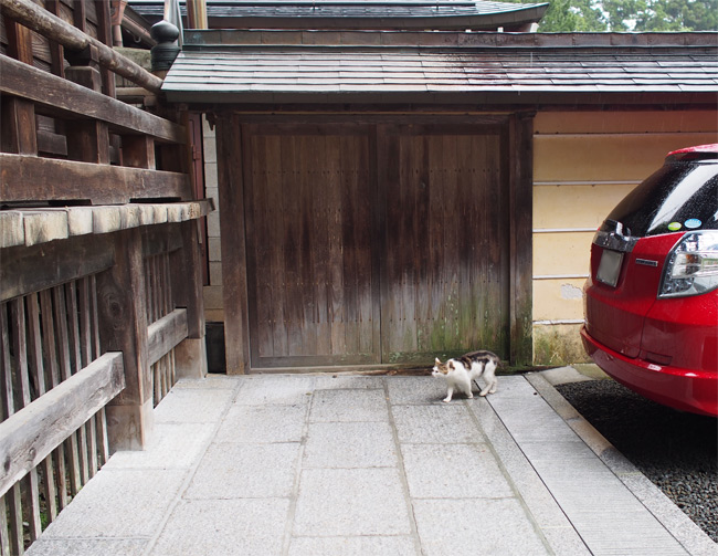 高野山の猫さん1557.jpg