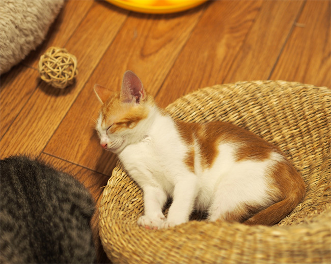 子猫さん1570.jpg