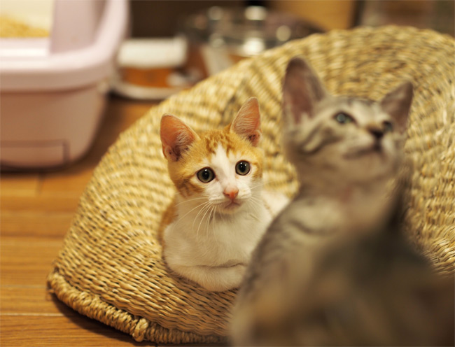 子猫さんたち1572.jpg