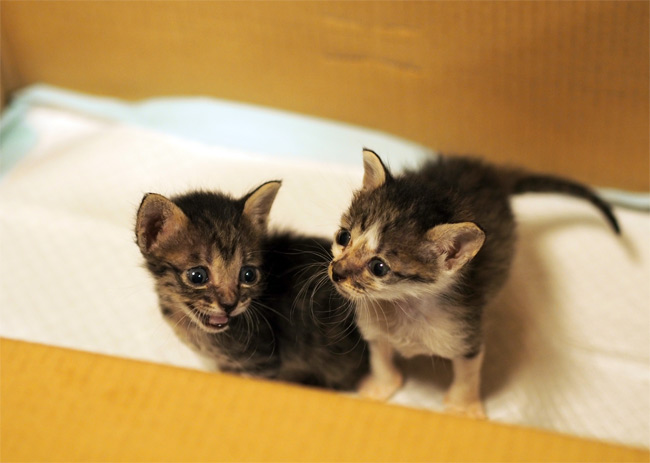 保護中の子猫さんたち1582.jpg