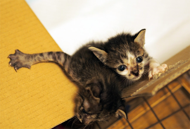 保護中の子猫さんたち1584.jpg