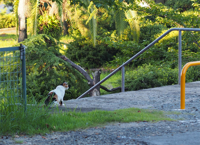 大牟田猫さん1587.jpg