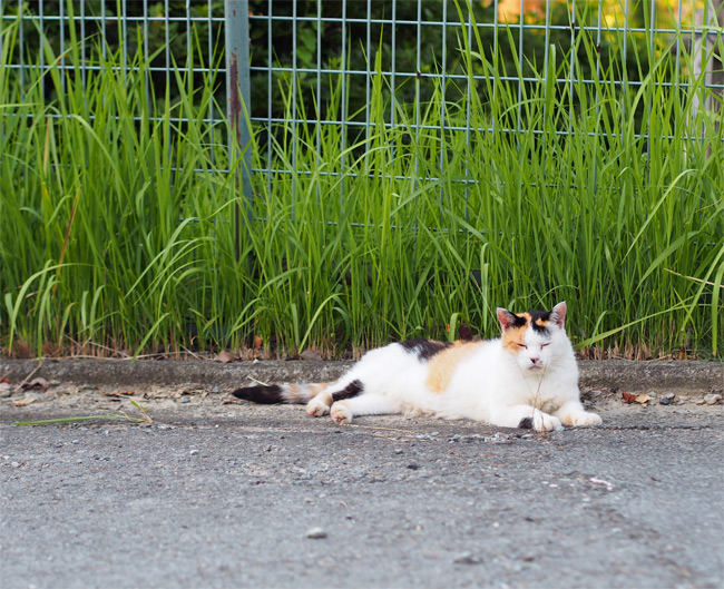 大牟田猫さん1589.jpg
