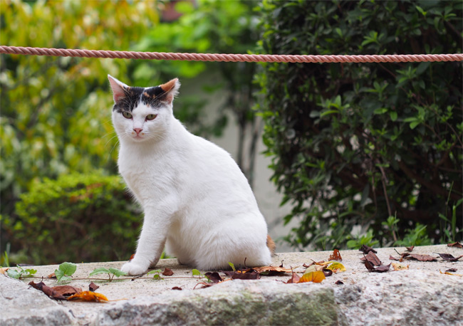 京都の猫さん1638.jpg