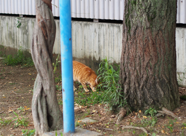 公園猫さん1652.jpg