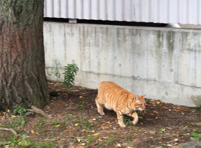 公園猫さん1653.jpg