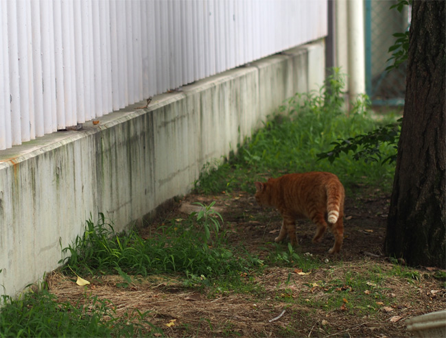 公園猫さん1656.jpg