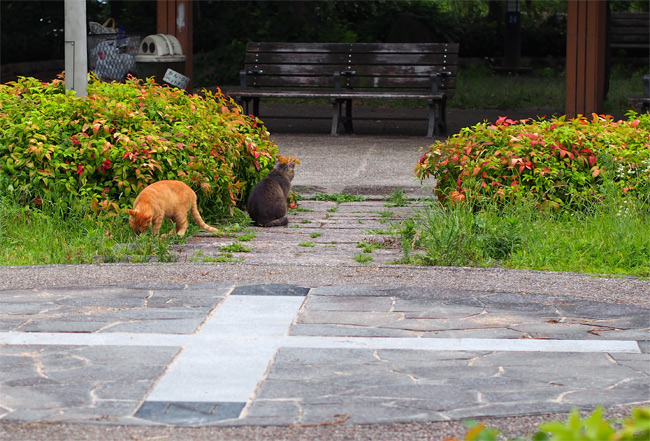 公園猫さん1657.jpg