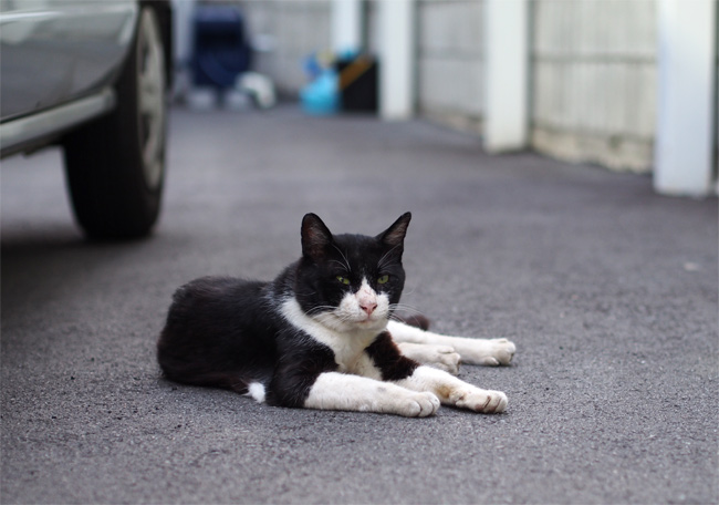 下町の猫さん1683.jpg