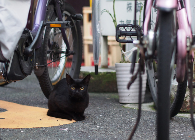 下町の猫さん1686.jpg