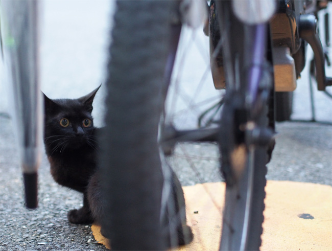 下町の猫さん1688.jpg