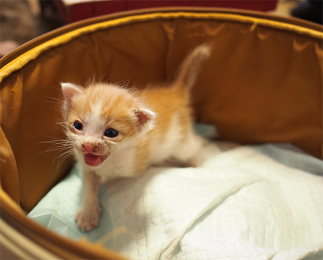子猫さん1695.jpg