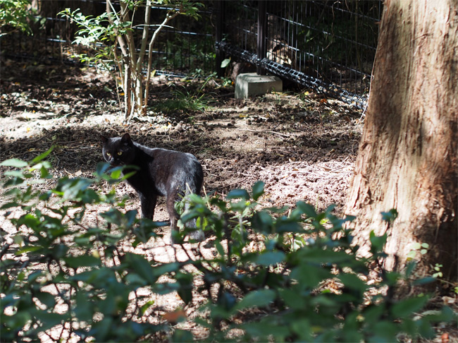 公園黒猫さん1717.jpg