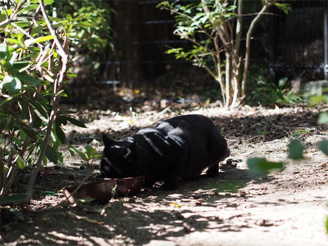 公園黒猫さん1718.jpg