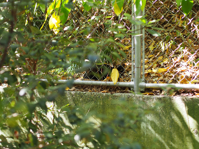 公園黒猫さん1720.jpg