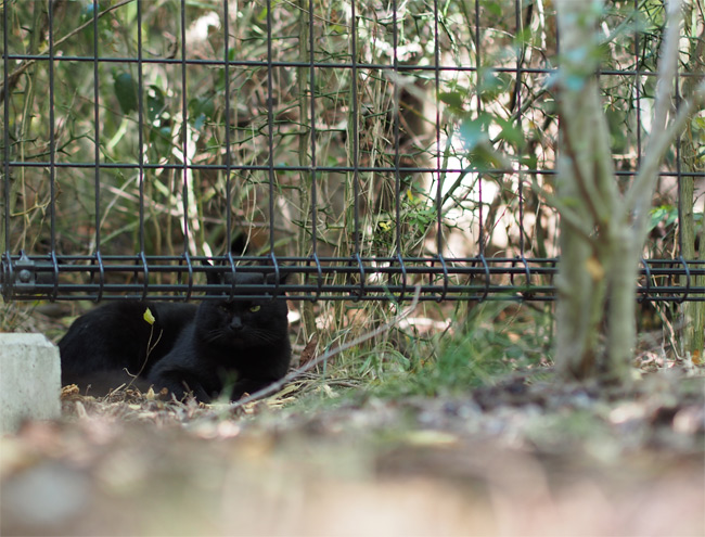 公園黒猫さん1722.jpg
