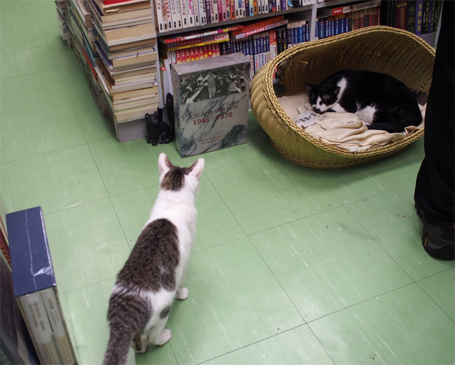 森記圖書猫さん1754.jpg