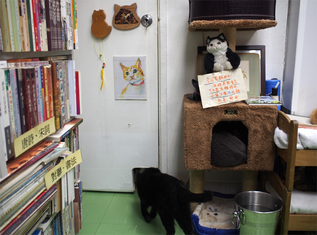 森記圖書猫さん1760.jpg