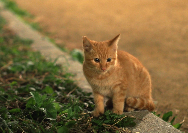 公園猫さん1779.jpg