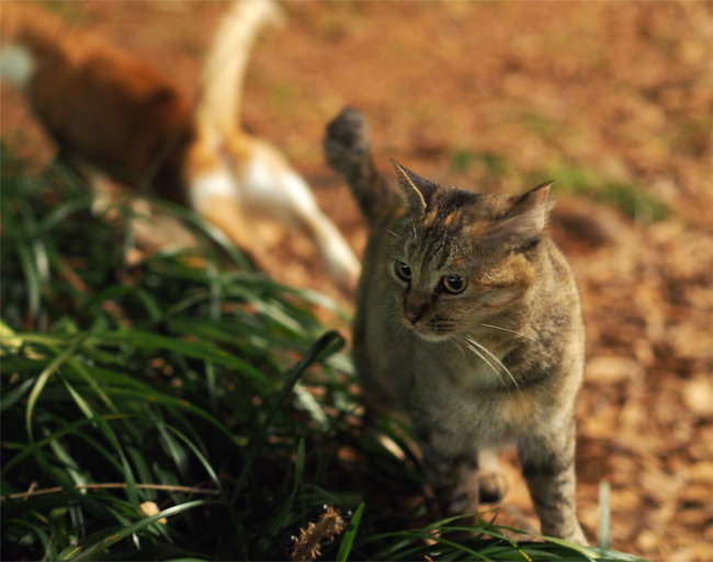 公園猫さん1791.jpg