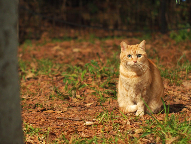 公園猫さん1794.jpg