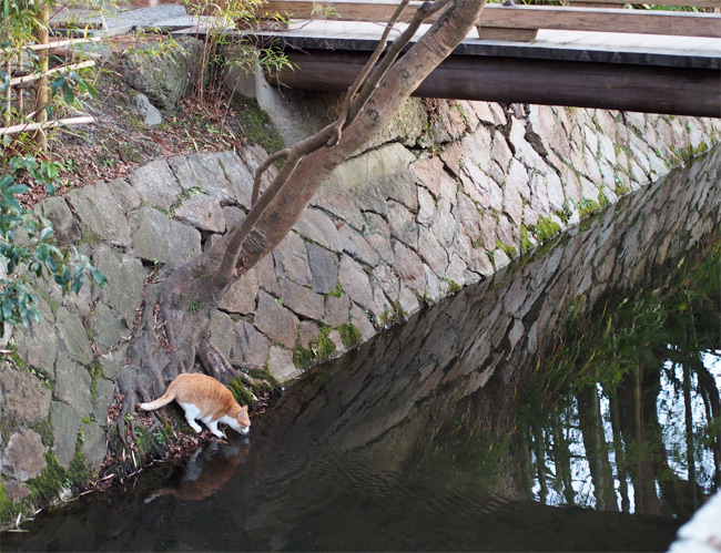 京都の猫さん1817.jpg