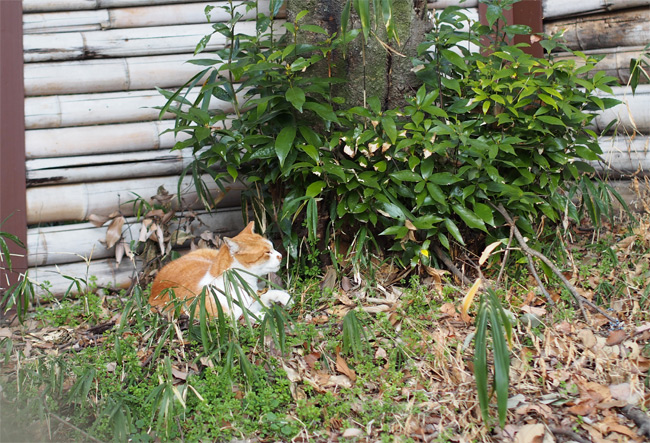 猫神社の猫さん1852.jpg