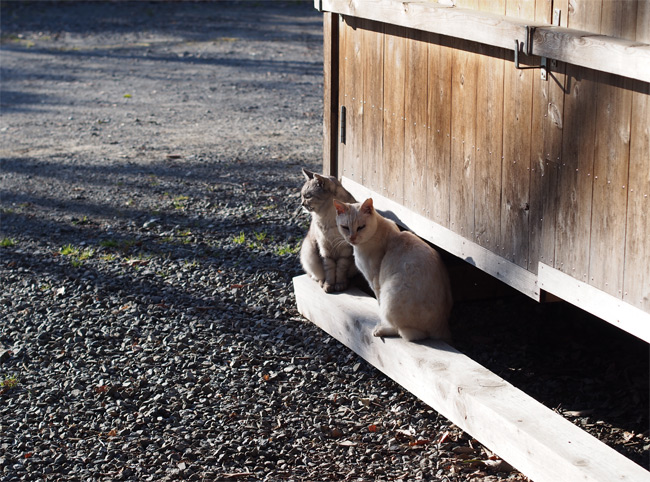 猫神社の猫さん1858.jpg
