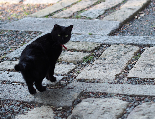 猫神社の猫さん1859.jpg