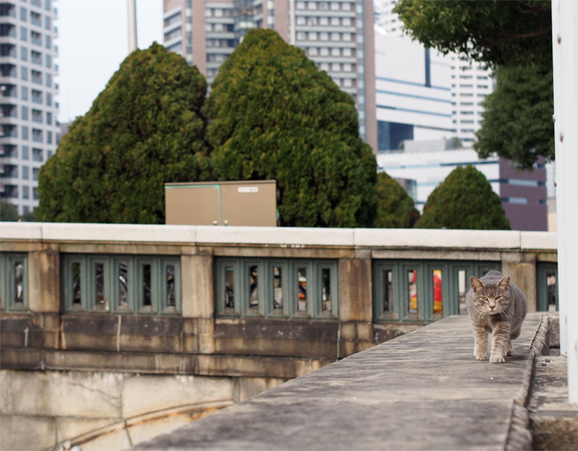 都会猫さん1861.jpg