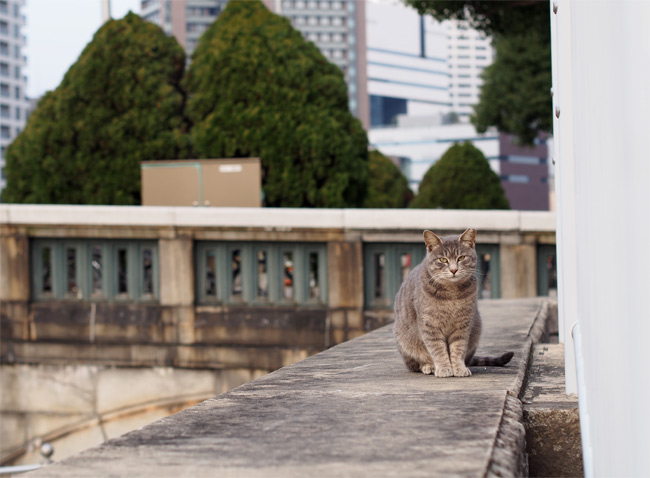 都会猫さん1862.jpg