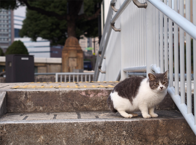 都会猫さん1863.jpg