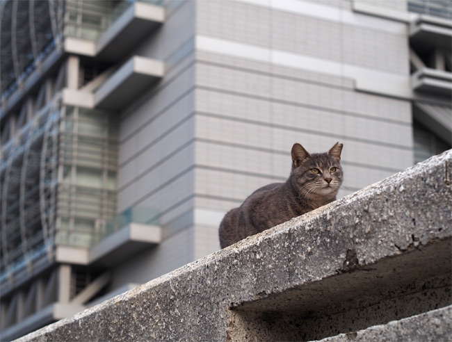 都会猫さん1866.jpg