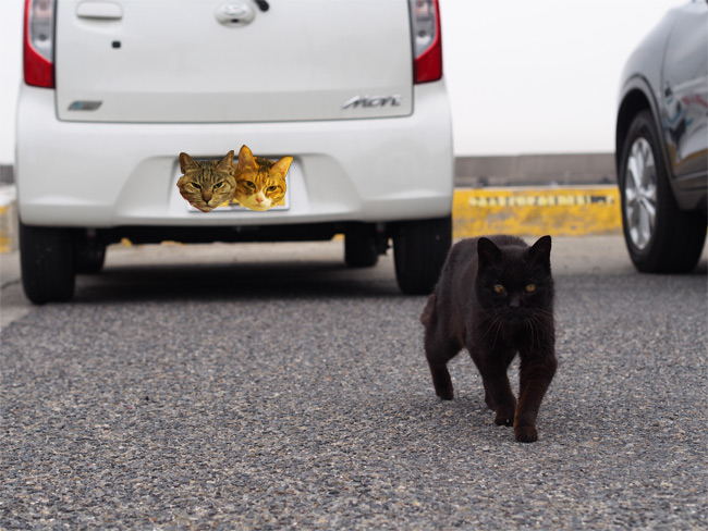 日間賀島猫さん1869.jpg