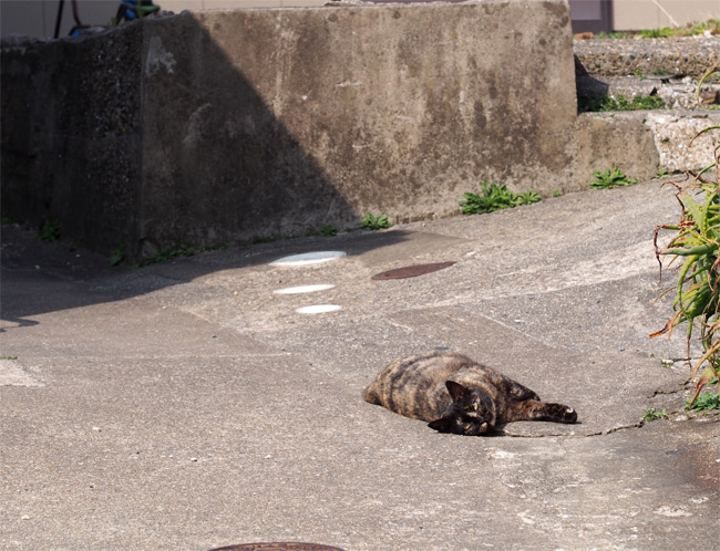 日間賀島猫さん1880.jpg