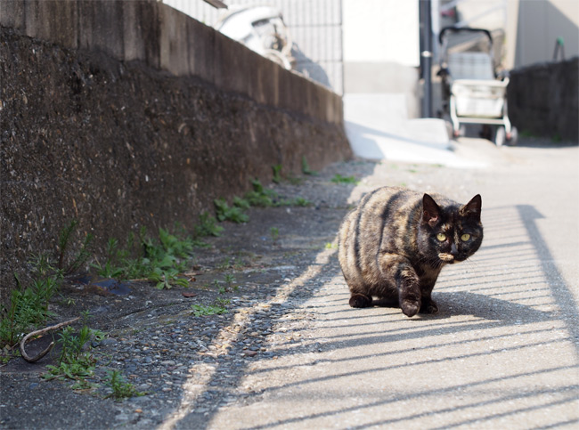 日間賀島猫さん1881.jpg