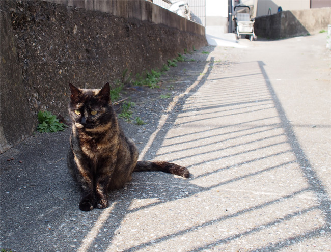 日間賀島猫さん1884.jpg