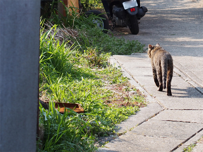 日間賀島の猫さん1893.jpg