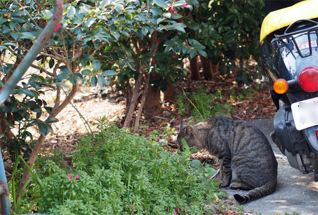 日間賀島の猫さん1894.jpg