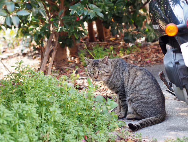 日間賀島の猫さん1895.jpg