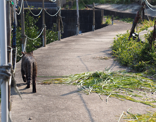 日間賀島の猫さん1898.jpg