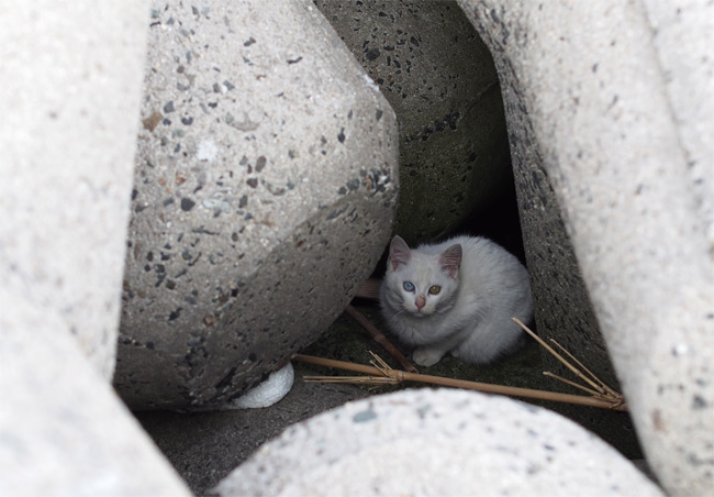 日間賀島猫さん1904.jpg