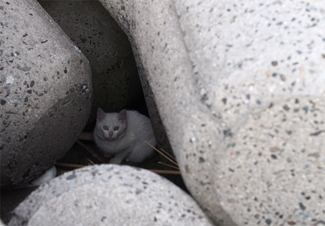 日間賀島猫さん1905.jpg