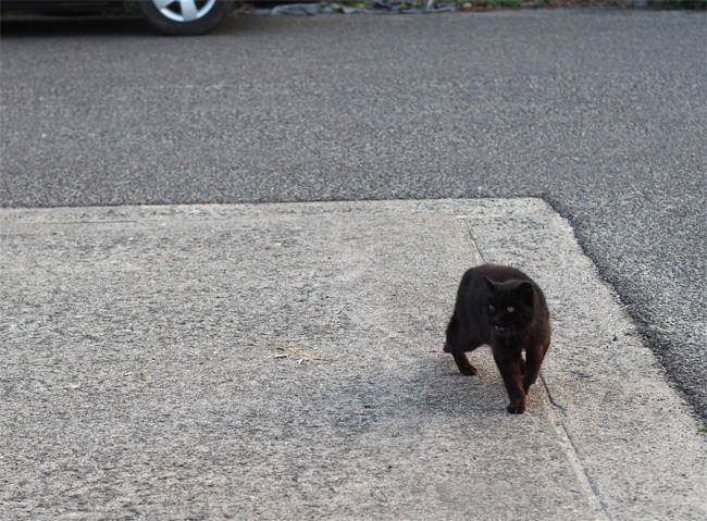 日間賀島猫さん1913.jpg