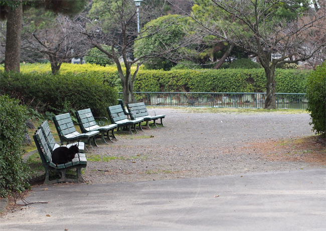 公園黒猫さん1917.jpg