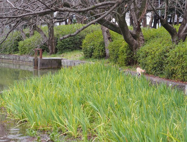 公園猫さん1946.jpg