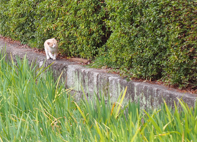 公園猫さん1948.jpg