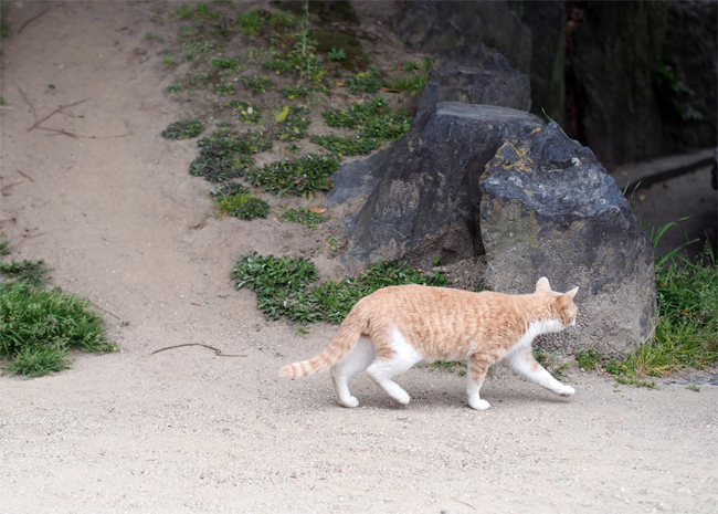 公園猫さん1951.jpg