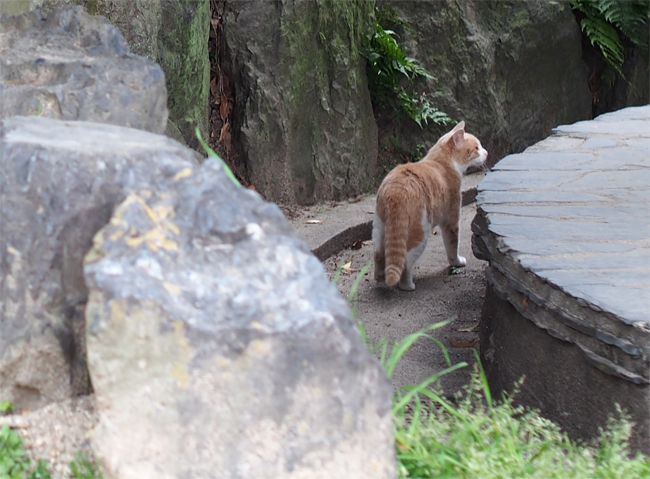 公園猫さん1952.jpg